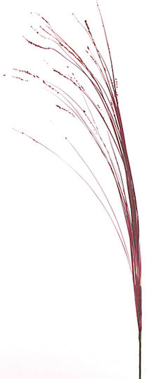 Wheat Stem Set 6 Pieces Burgundy Zaros Lw504