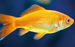 Carassius Auratus Goldfish 6-7cm