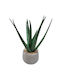 Aloe Supergreens