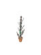Pink Cactus 130cm Supergreens