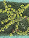 Supergreens Τεχνητή Φυλλωσιά Moss "aurea Vigna" Πράσινη 100x100 Εκ 9102-7