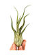 Tillandsia Caput Medusae