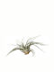 Zebra Tillandsia Oaxacana