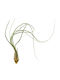Tillandsia Butzii