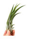 Zebra Tillandsia Circinata