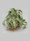 Tillandsia Streptophylla