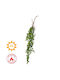 Eucalyptus Outdoor Tree 90cm Iliadis