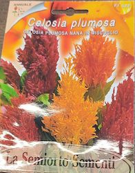 Семена Celosia Семена Celosia