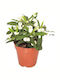"αγκάθι Του Χριστού" Euphorbia Milii White