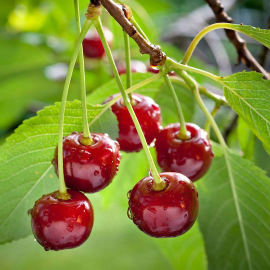 Κερασιά Regina – Prunus Avium 15 Εκ