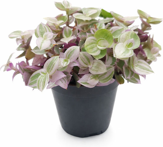 Callisia Callisia Rosato 5,5 Cm Pink Panther Pink Lady Или Turtle Vine Milvaflowers Callisia Callisia Rosato 5,5 Cm Pink Panther Pink Lady Или Turtle Vine Milvaflowers