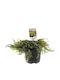 Juniperus Comm Covor Verde