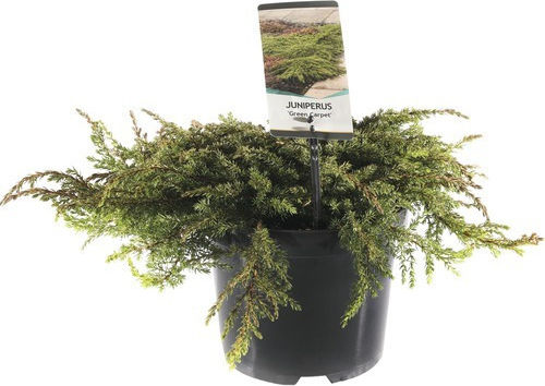 Juniperus Comm Covor Verde