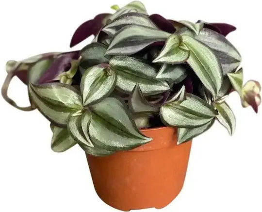 Τηλέγραφος Tradescantia Zebrina Argintiu Sicilian Τηλέγραφος Tradescantia Zebrina Argintiu Sicilian