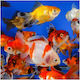 Fantail Farb-Mix Goldfische 3-4cm