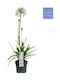 Agapanthus 'Fireworks' 19см