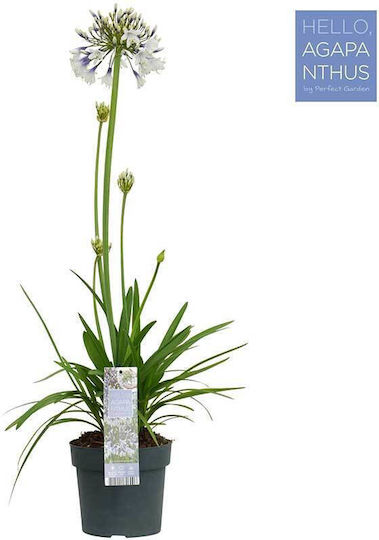 Agapanthus 'fireworks' 19cm