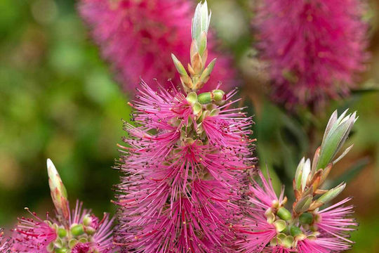 Bottlebrushes 'Beezle Buzz' 3л Bottlebrushes 'Beezle Buzz' 3л