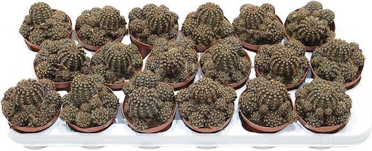 Lobivia Arachnacantha 8.5cm
