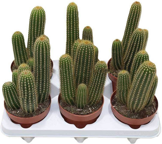 Trichocereus Huascha 12cm