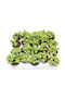 Crassula Columella 5.5cm