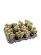 Trichocereus Spachianus 8.5cm