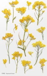 Appree Dekorative Blumenaufkleber Rzepak