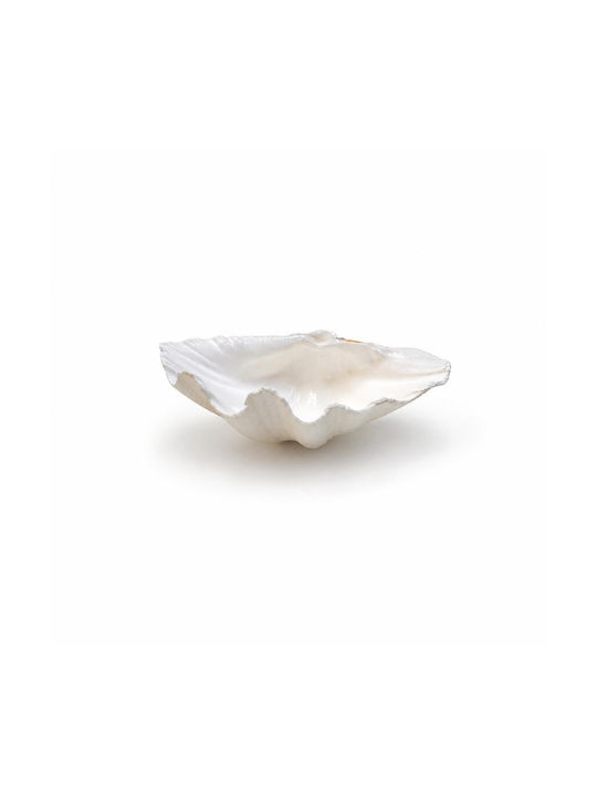 Decor Pentru Masă Scoică Naturală Albă 18-20cm 367.003.0005.02