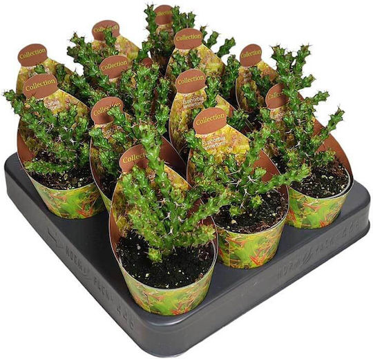 Euphorbia Lenewtonii 6.5cm