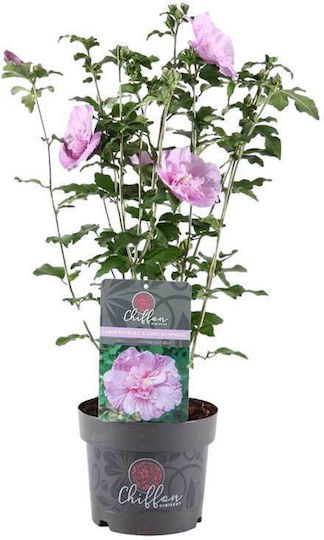 Hibiscus 'lavender Chiffon' 19cm