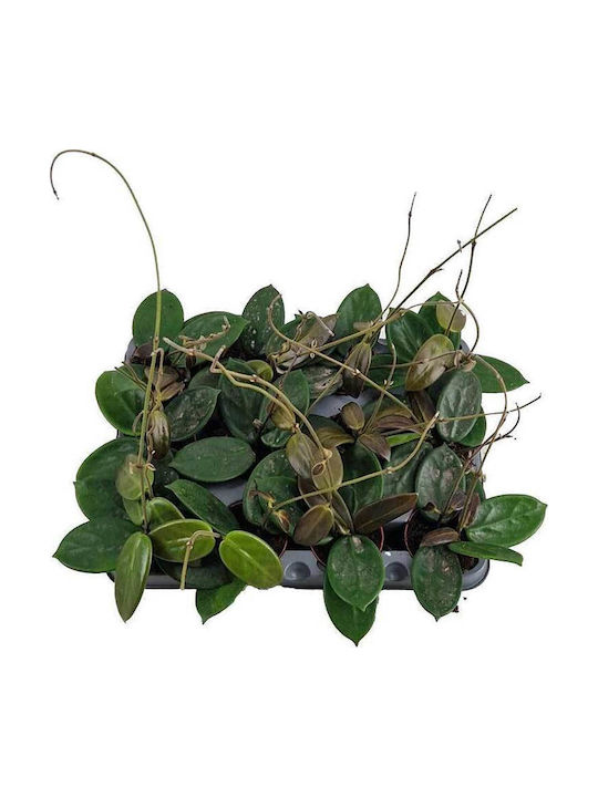 Hoya Vangviengiensis 6cm Hoya Vangviengiensis 6cm