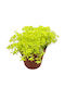 Sedum 'Tokyo Sun' 8.5см