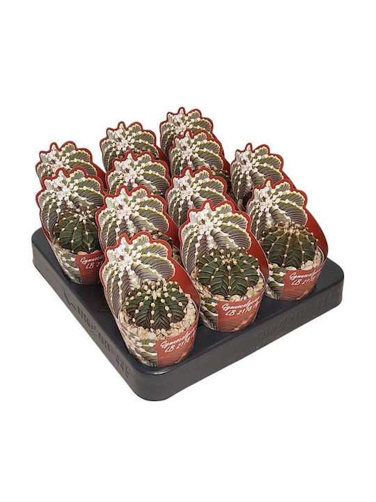 Gymnocalycium Friedrichii 'agua Dulce' 6.5cm