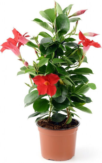 Doppelseitige Mandevilla Dipladenia Sundaville Rote Doppelseitige Mandevilla Dipladenia Sundaville Rote