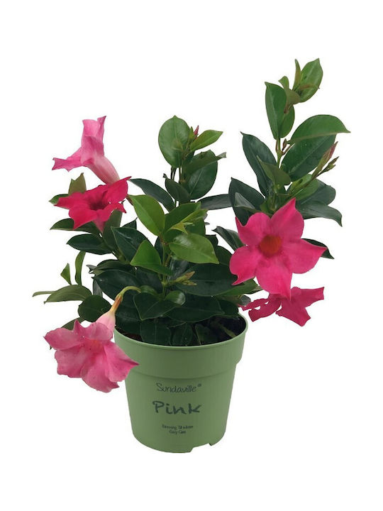 Διπλαδένια Mandevilla Dipladenia Sundaville Pink Διπλαδένια Mandevilla Dipladenia Sundaville Pink