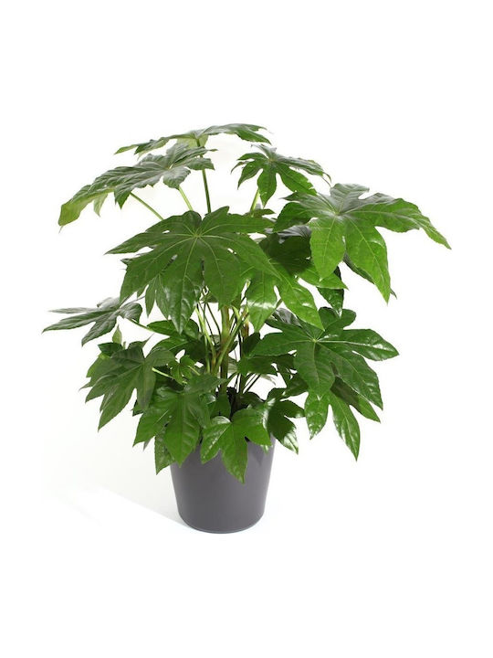 Αραλια Φατσια Aralia Sieboldii Fatsia Japonica 12 Χ 30cm Milvaflowers