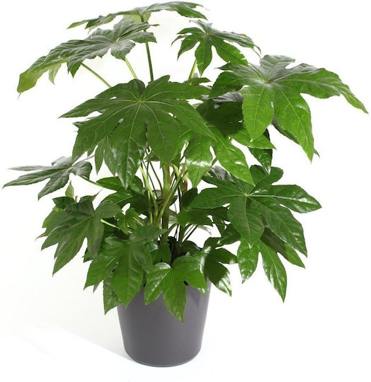 Αραλια Φατσια Aralia Sieboldii Fatsia Japonica 12 Χ 30cm Milvaflowers