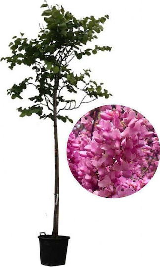 Judasbaum Cercis Siliquastrum
