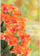 Alta Karta Greeting Cards Fantasy