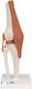 3b Scientific Medizinische Trainingsmannequin Kniegelenk Bänder 1000163