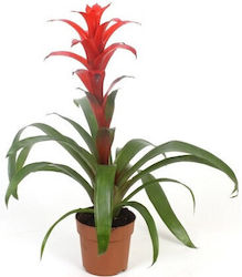 Aquaflora Guzmania Mix Pt Hydrophilic