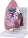 3b Scientific Educational Medical Training Manikin