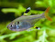 Pristella Maxillaris