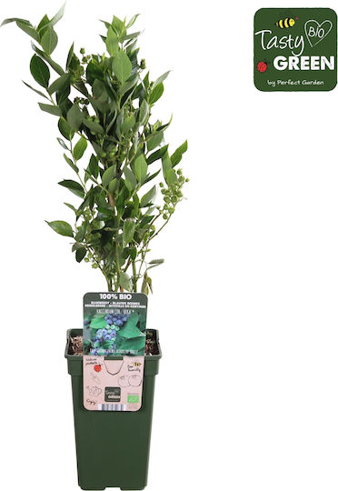 Blaubeere Vaccinium Corymbosum Reka Bio
