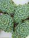 Εχεβέρια Echeveria Elegans