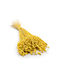 Dried Quaking Grass Briza Maxima Yellow