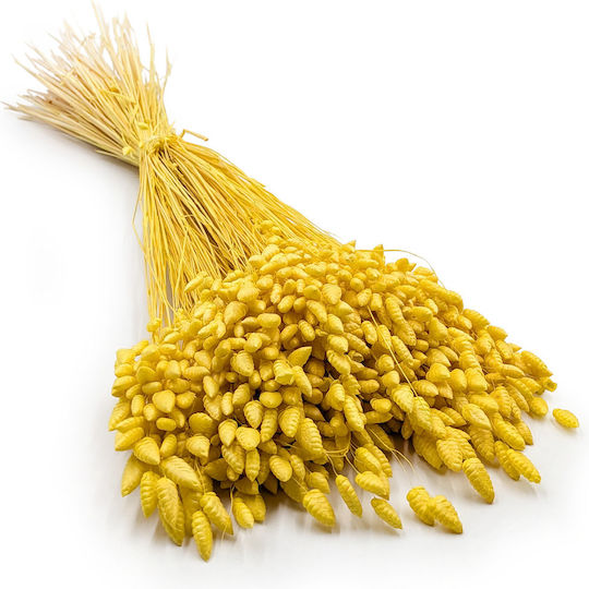 Dried Quaking Grass Briza Maxima Yellow