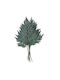 Stabilized Fern Leathery