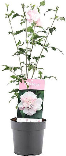 Hibiscus 'lady Stanley' 13cm