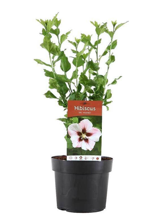 Hibiscus 'hamabo' 13cm Hibiscus 'hamabo' 13cm